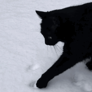 孙湫的头像 - macGF