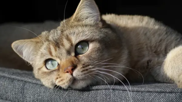 猫 沙发 趴 阳光 12k动物壁纸 - macGF