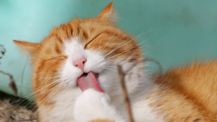橘猫 可爱 舌头 闭眼 12k动物壁纸 - macGF