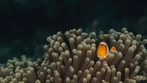 黄色小丑鱼 海底 海葵 12k动物壁纸 - macGF