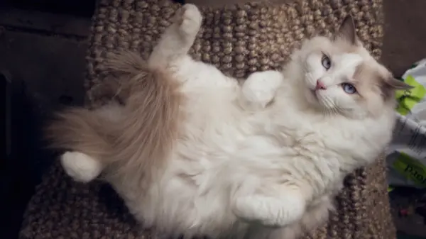 布偶猫 可爱 毛茸茸 12k动物壁纸 MACGF.COM - macGF