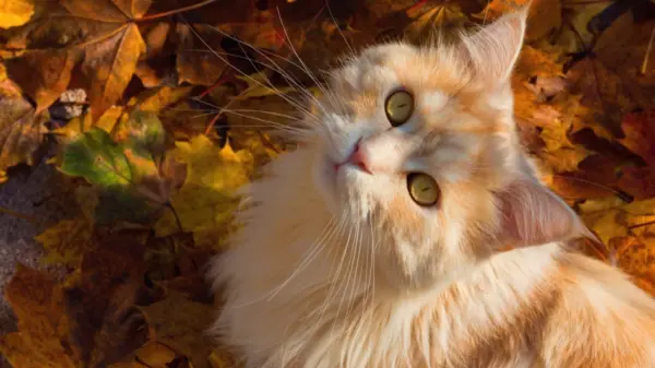 秋天 可爱 歪头 生姜猫 12k动物壁纸 MACGF.COM - macGF