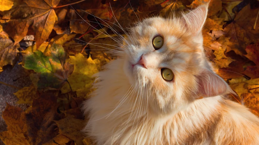 秋天 可爱 歪头 生姜猫 12k动物壁纸 MACGF.COM - macGF