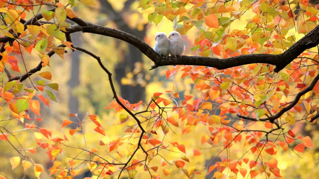 秋天 鸟 成双成对 萌物 4k 情侣 12k动物壁纸