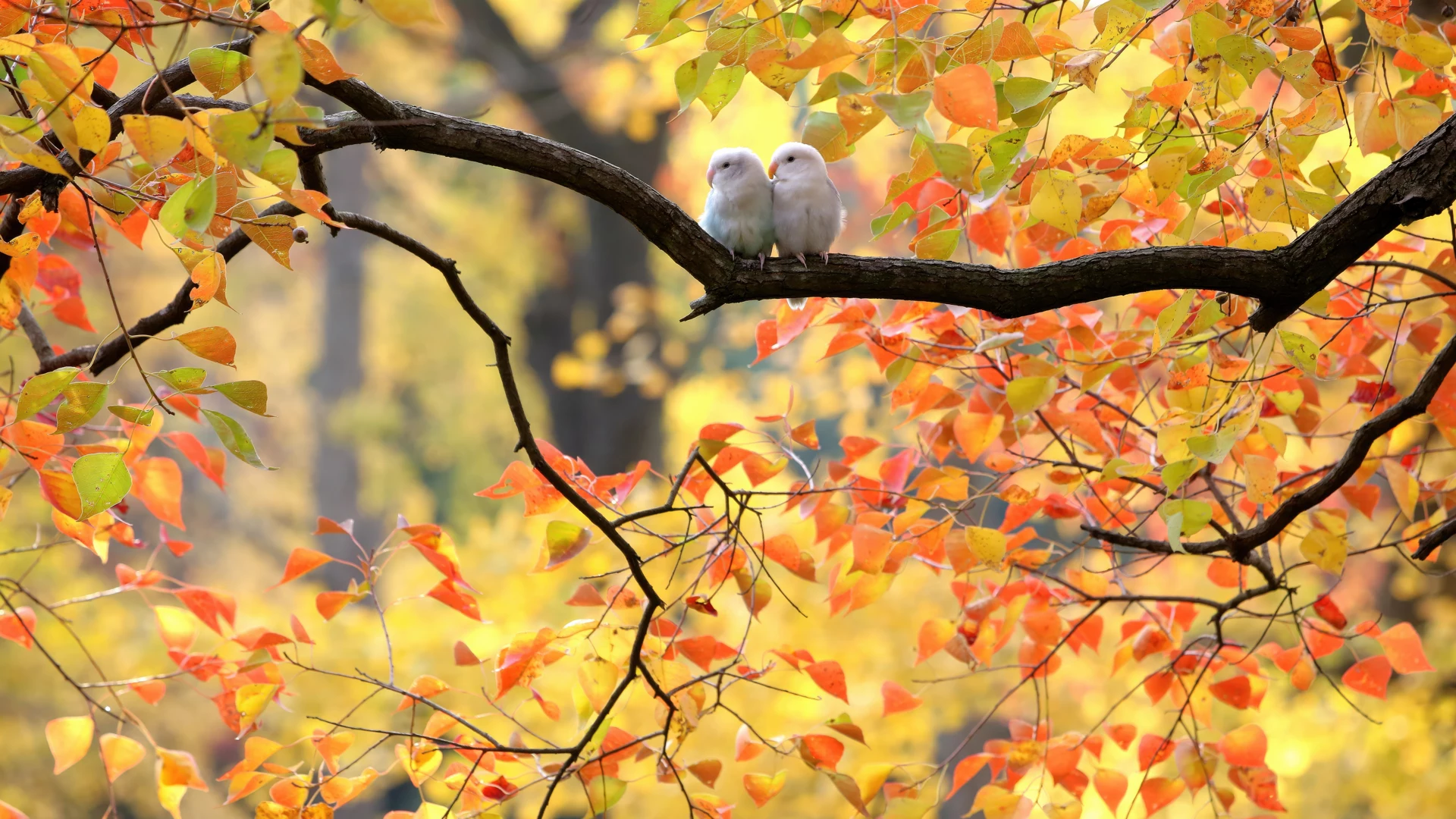 秋天 鸟 成双成对 萌物 4k 情侣 12k动物壁纸
