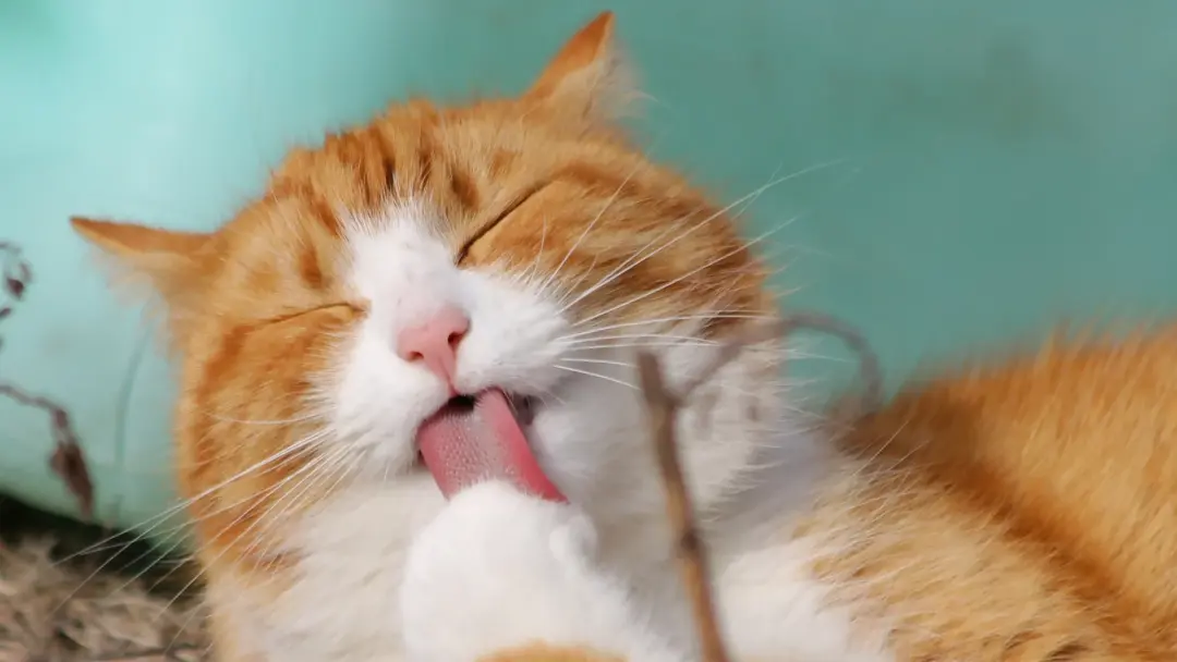 橘猫 可爱 舌头 闭眼 12k动物壁纸