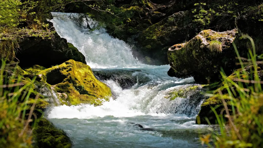 河流 树叶 阳光 森林 12k风景壁纸 MACGF.COM