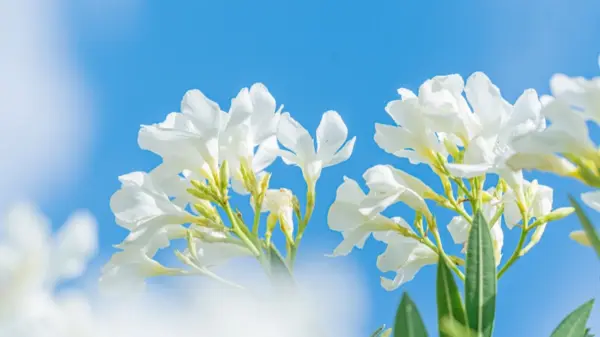 白色鲜花 清新 天空 12k风景壁纸 MACGF.COM - macGF