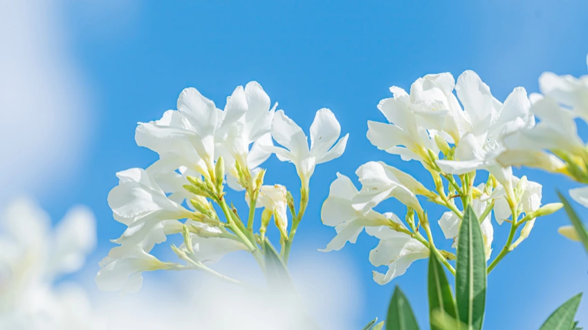白色鲜花 清新 天空 12k风景壁纸 MACGF.COM - macGF