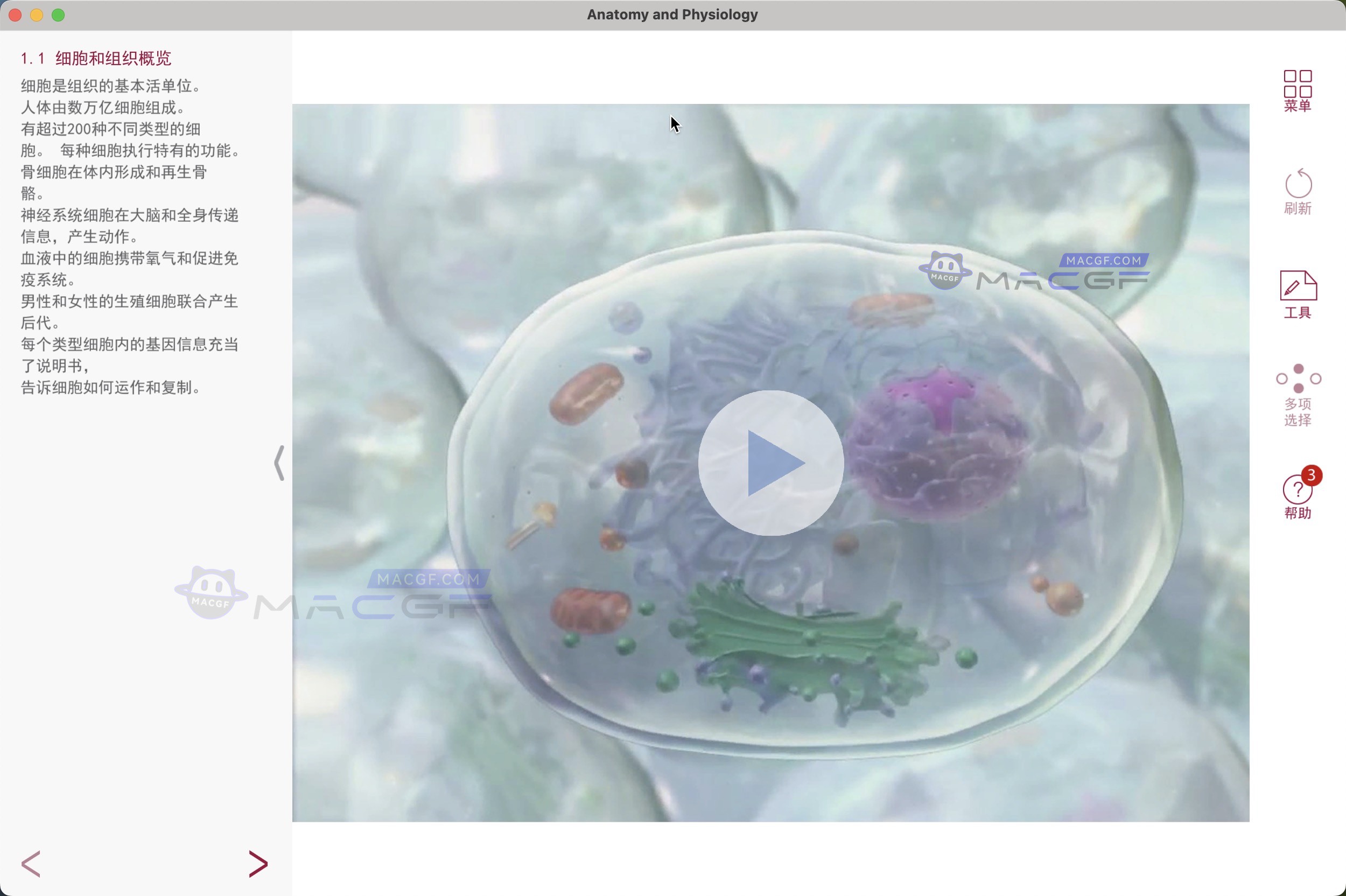 图片[2] - 「医学解剖学和生理学教学软件」Anatomy and Physiology v6.2.07 激活版 - macGF