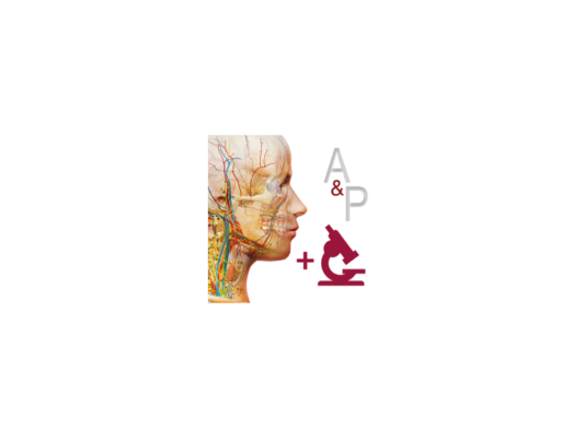 「医学解剖学和生理学教学软件」Anatomy and Physiology v6.2.07 激活版 - macGF