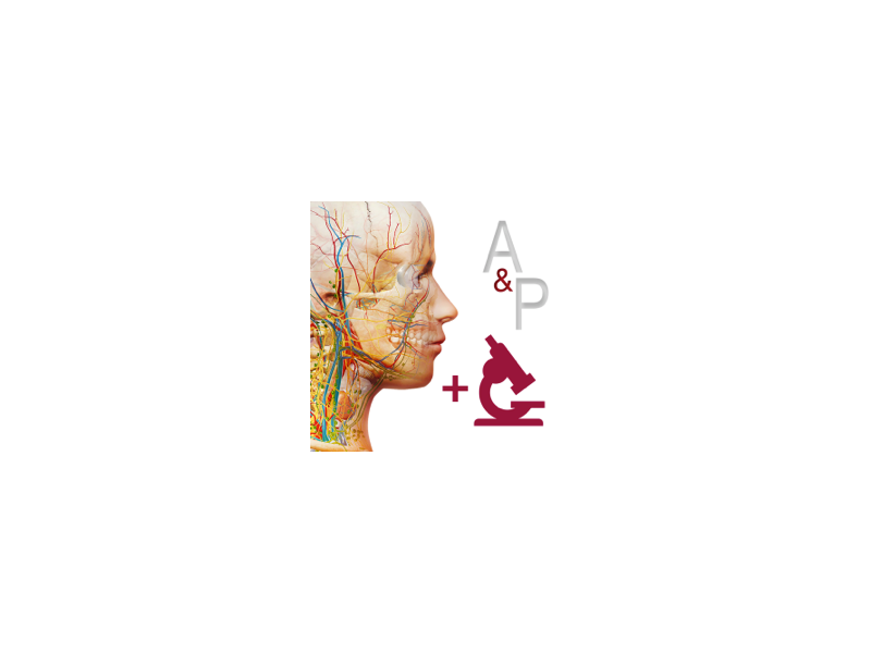 「医学解剖学和生理学教学软件」Anatomy and Physiology v6.2.07 激活版 - macGF