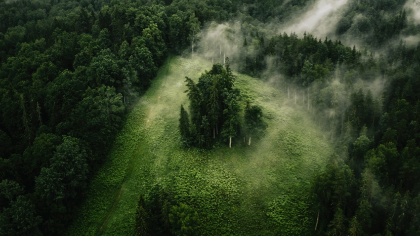绿色 护眼 森林 深林 森系 雾 14k风景壁纸 - MACGF
