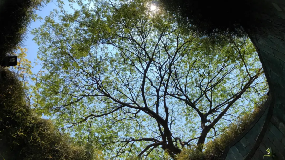 森林 大洞 大树 森系 12k超清风景壁纸