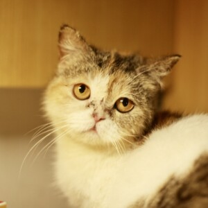 KAI1211的头像 - macGF