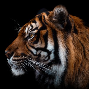 Suwei的头像 - macGF