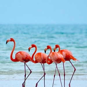 angelzzc4的头像 - macGF