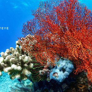 guitar的头像 - macGF